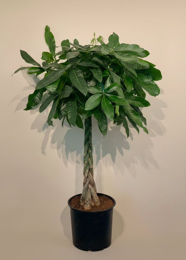 Money Tree - Thumbnail 3