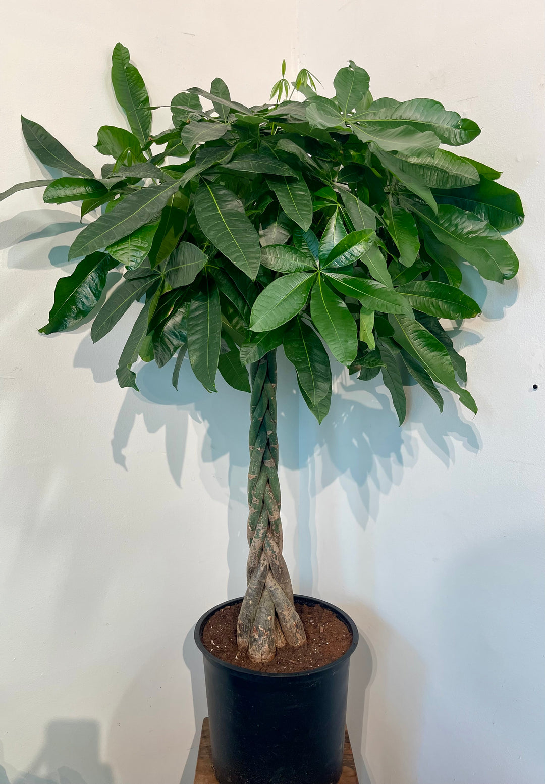 Money Tree