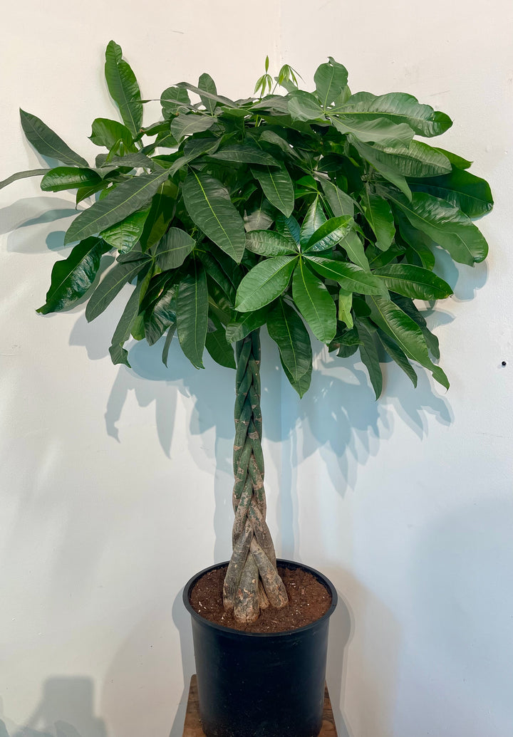 Money Tree