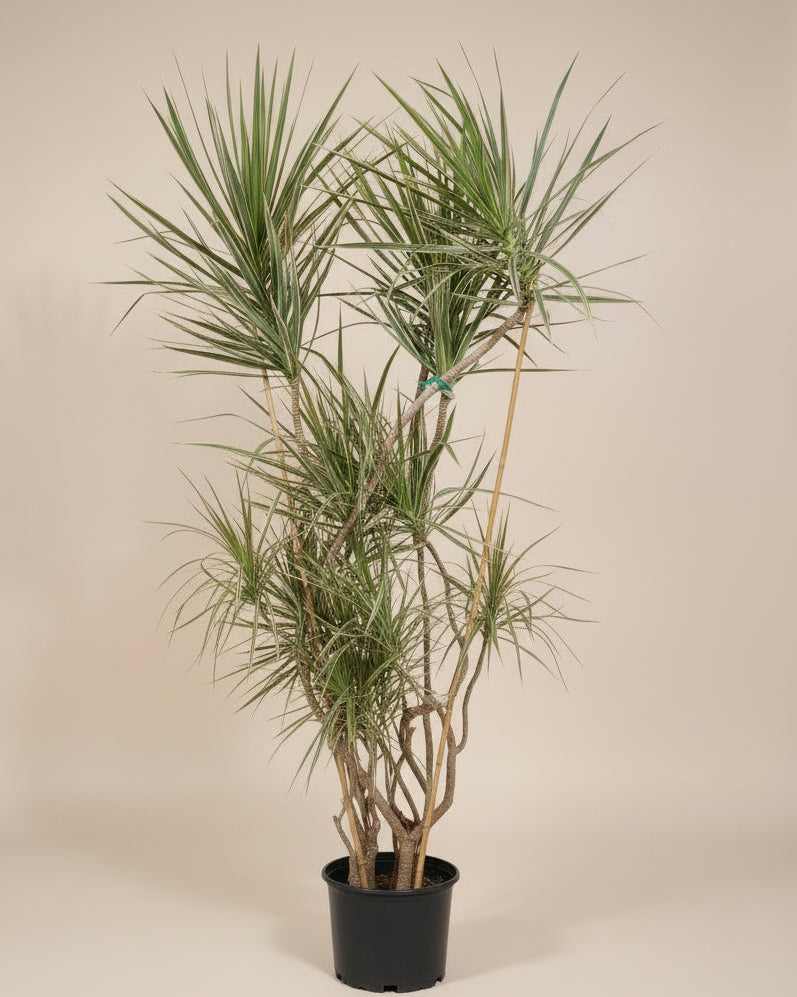 old dracaena Dracaena Marginata