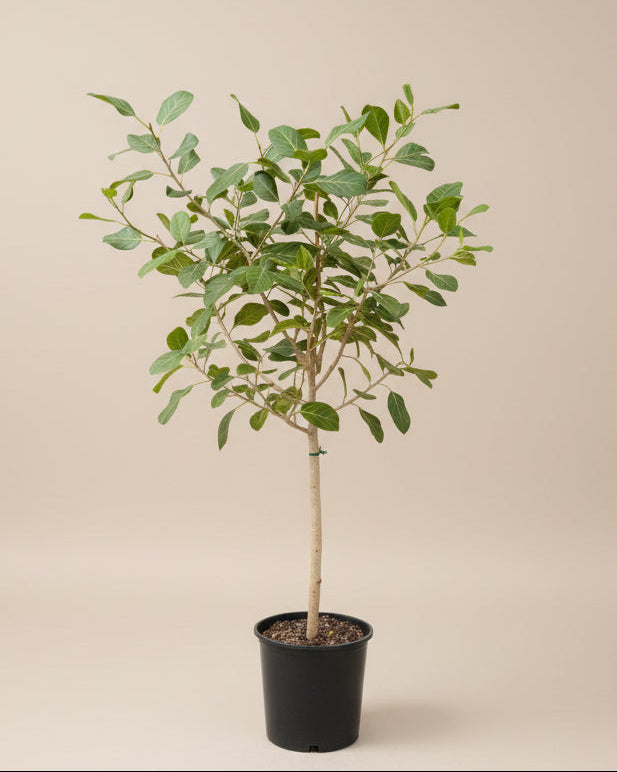 Ficus Audrey
