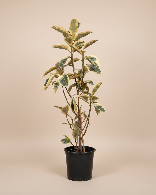 Ficus Elastica Tineke
