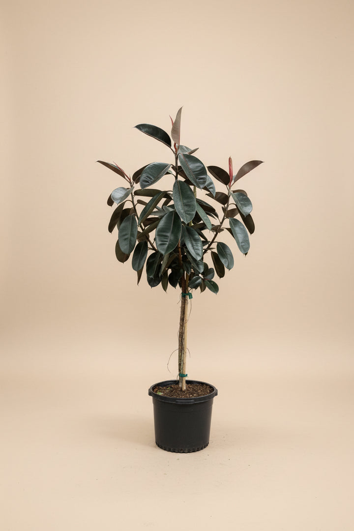 Ficus Burgundy
