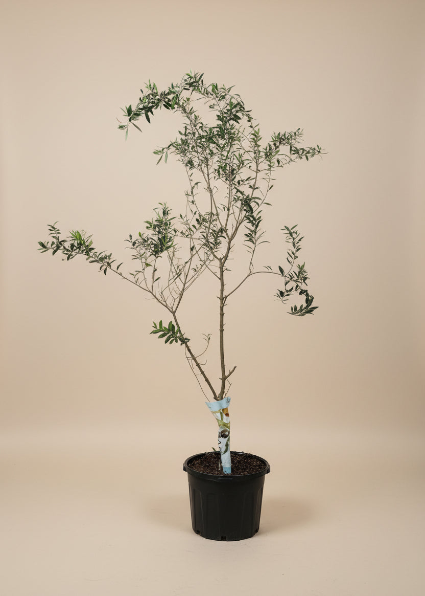 Arbequina Olive Tree