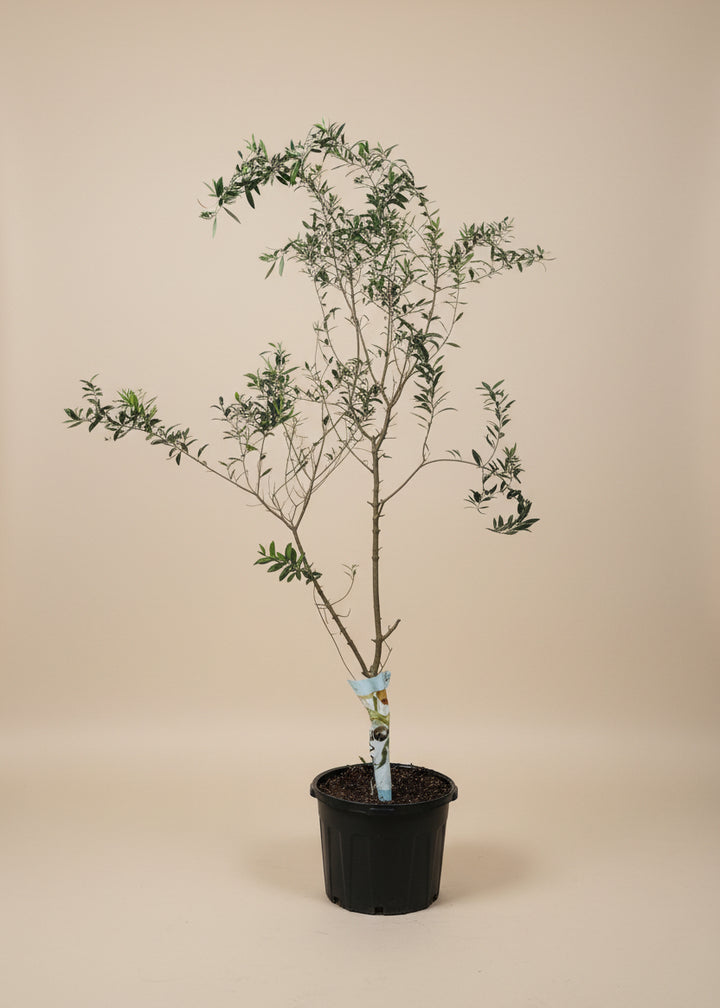 Arbequina Olive Tree