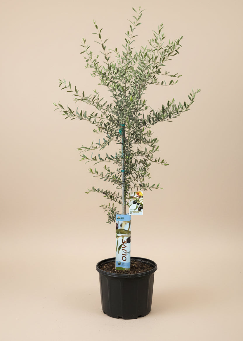 Arbequina Olive Tree
