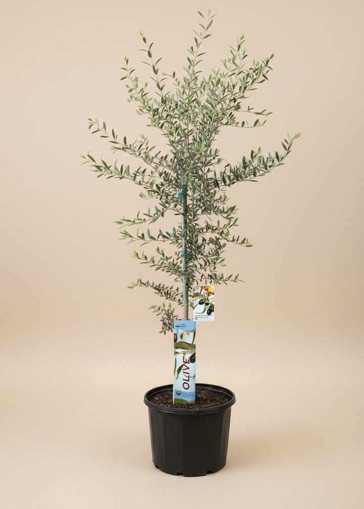 Arbequina Olive Tree