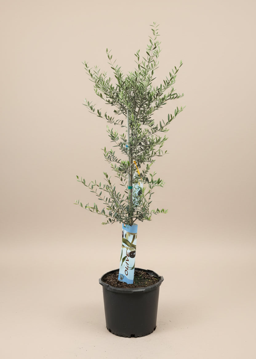 Arbequina Olive Tree