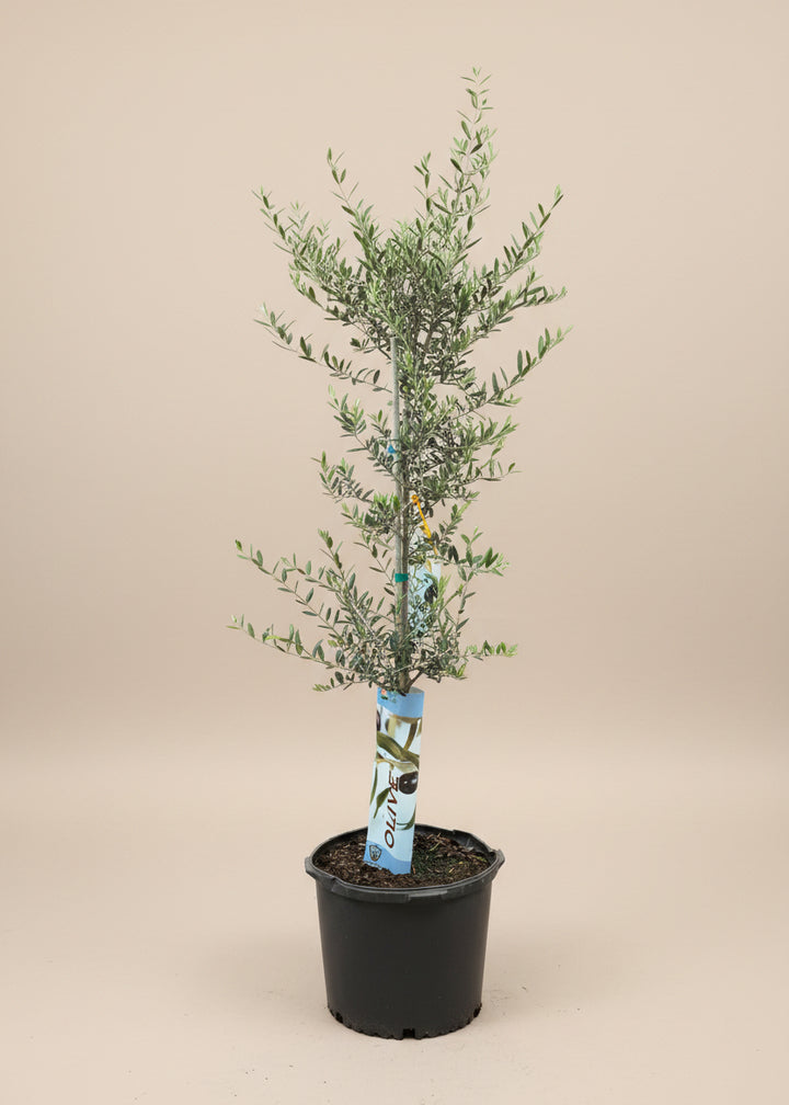 Arbequina Olive Tree