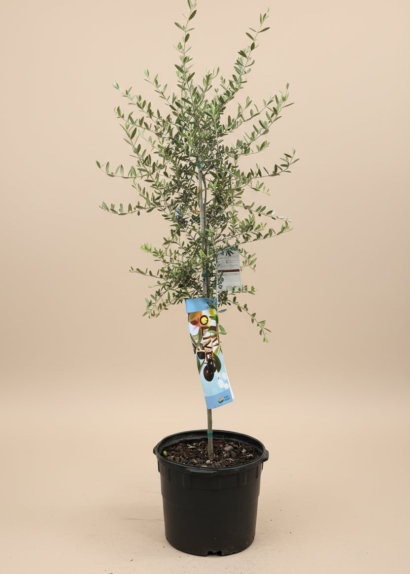 Arbequina Olive Tree