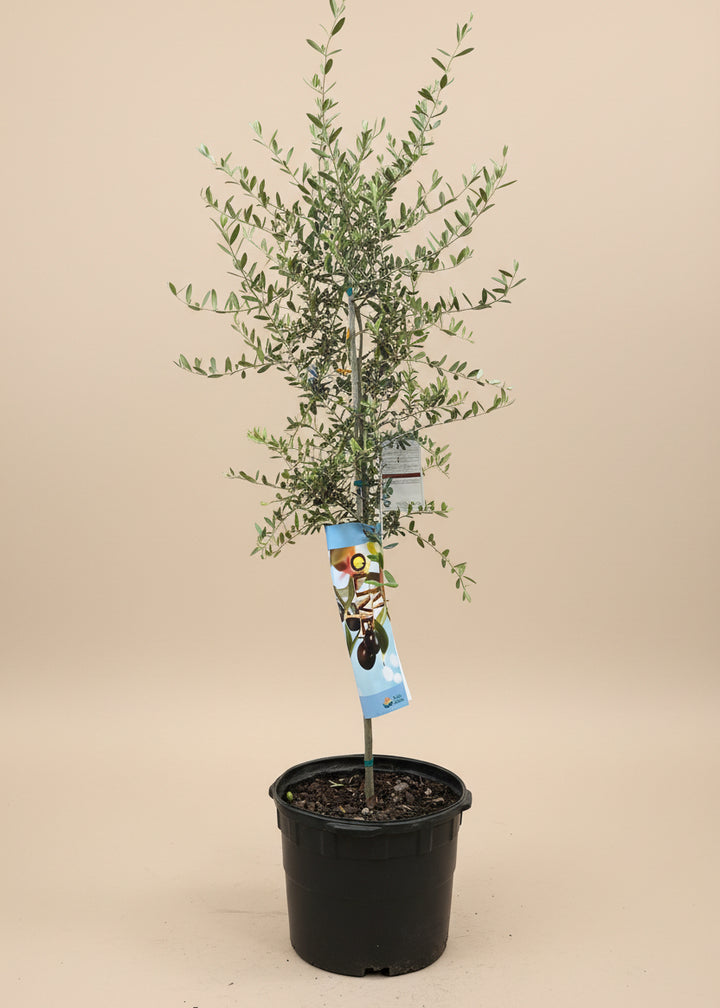Arbequina Olive Tree