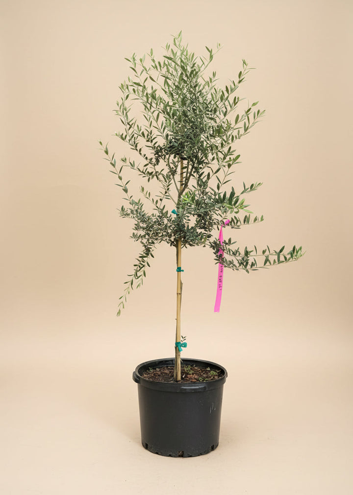 Arbequina Olive Tree
