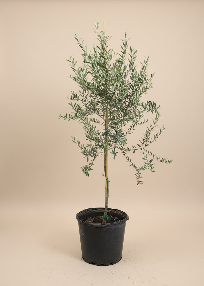 Arbequina Olive Tree