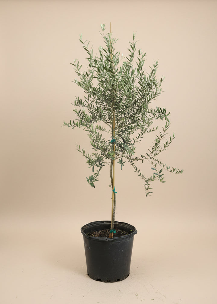 Arbequina Olive Tree