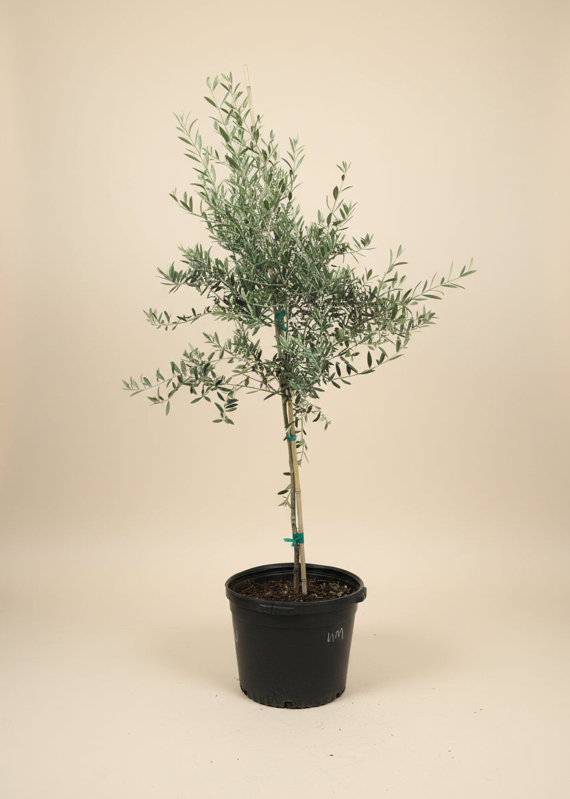 Arbequina Olive Tree