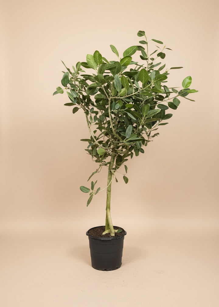 Ficus Audrey