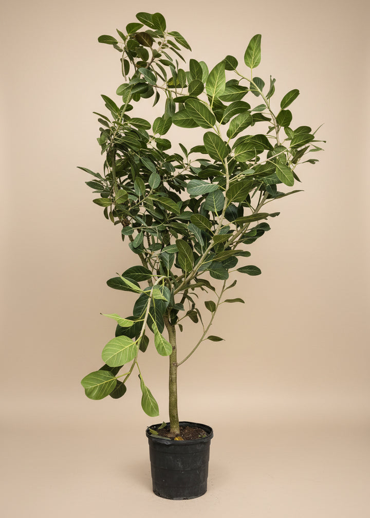 Ficus Audrey