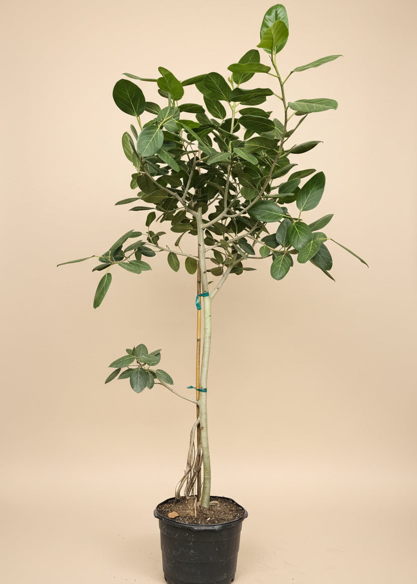 Ficus Audrey