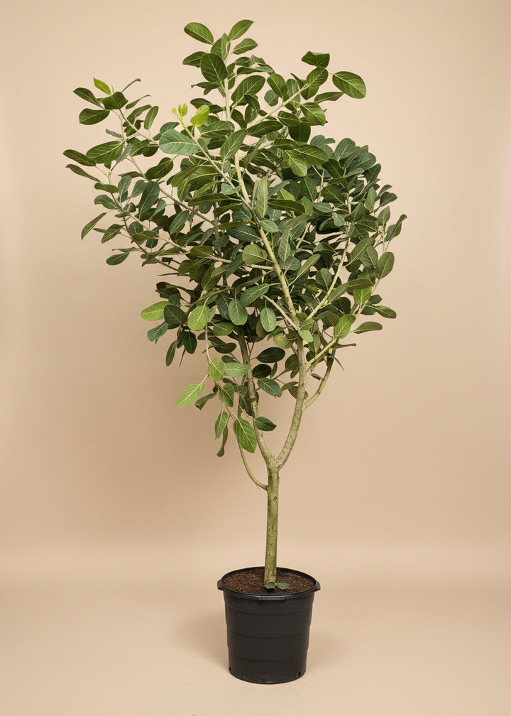 Ficus Audrey