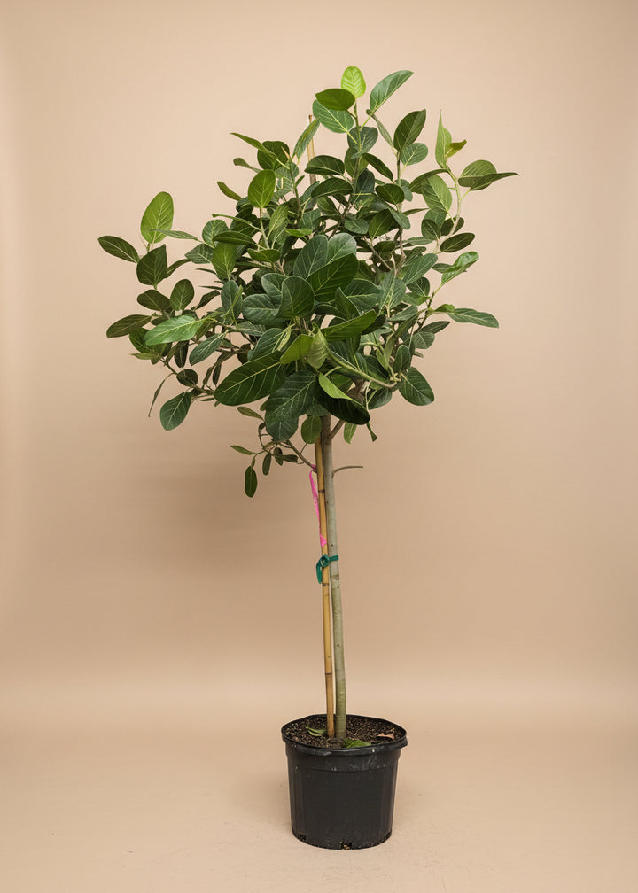 Ficus Audrey