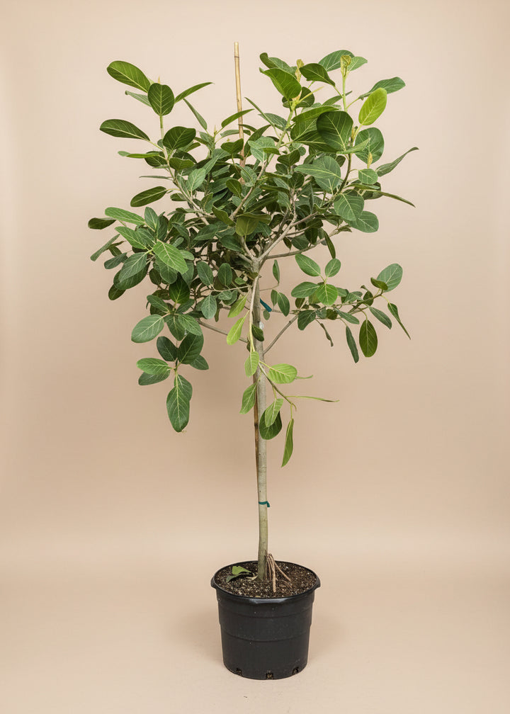Ficus Audrey