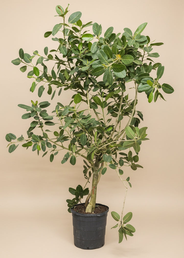Ficus Audrey