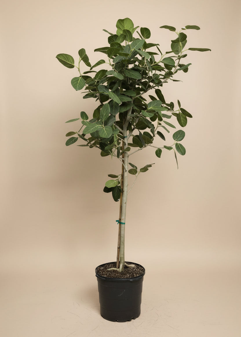 Ficus Audrey