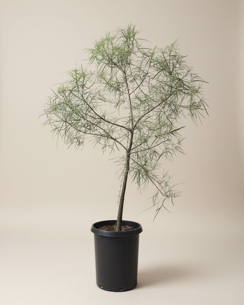 Australian Bottle Tree