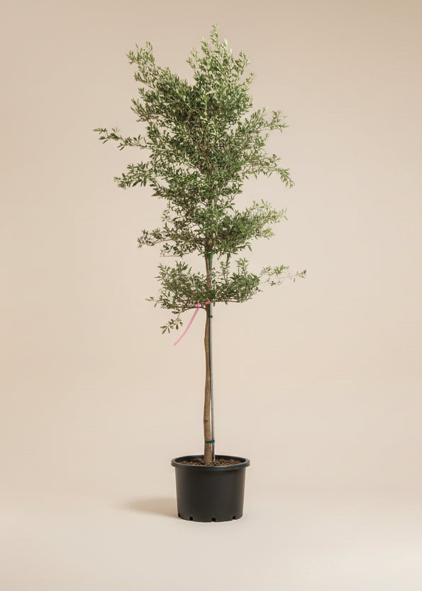 Black Olive Tree