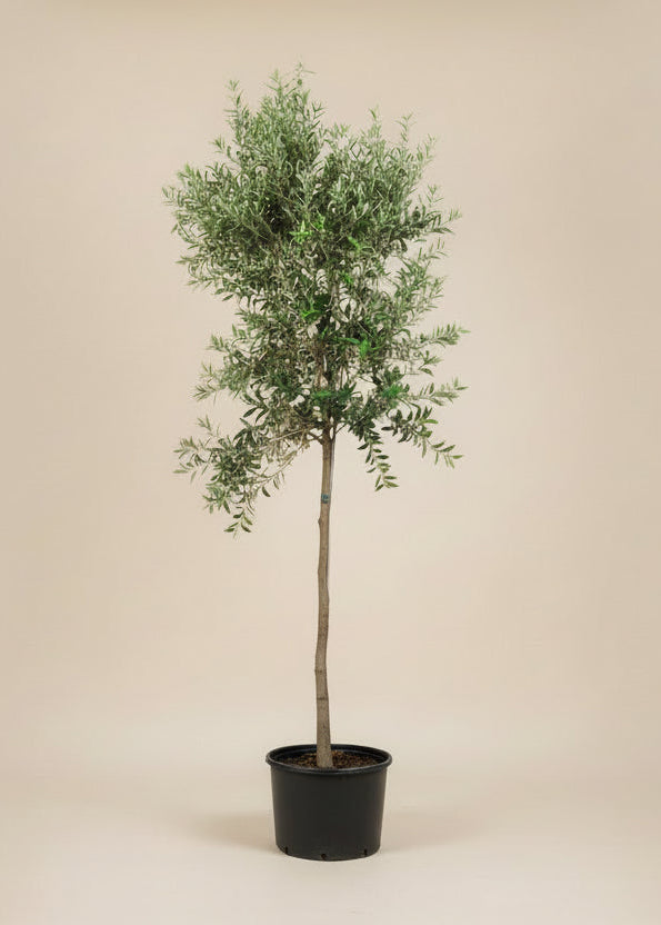 black olive plant indoor Black Olive Tree – The Old Yew Plant Shop