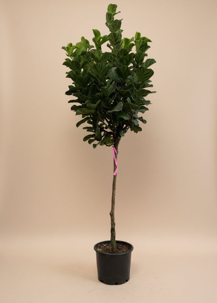Fiddle Leaf Fig