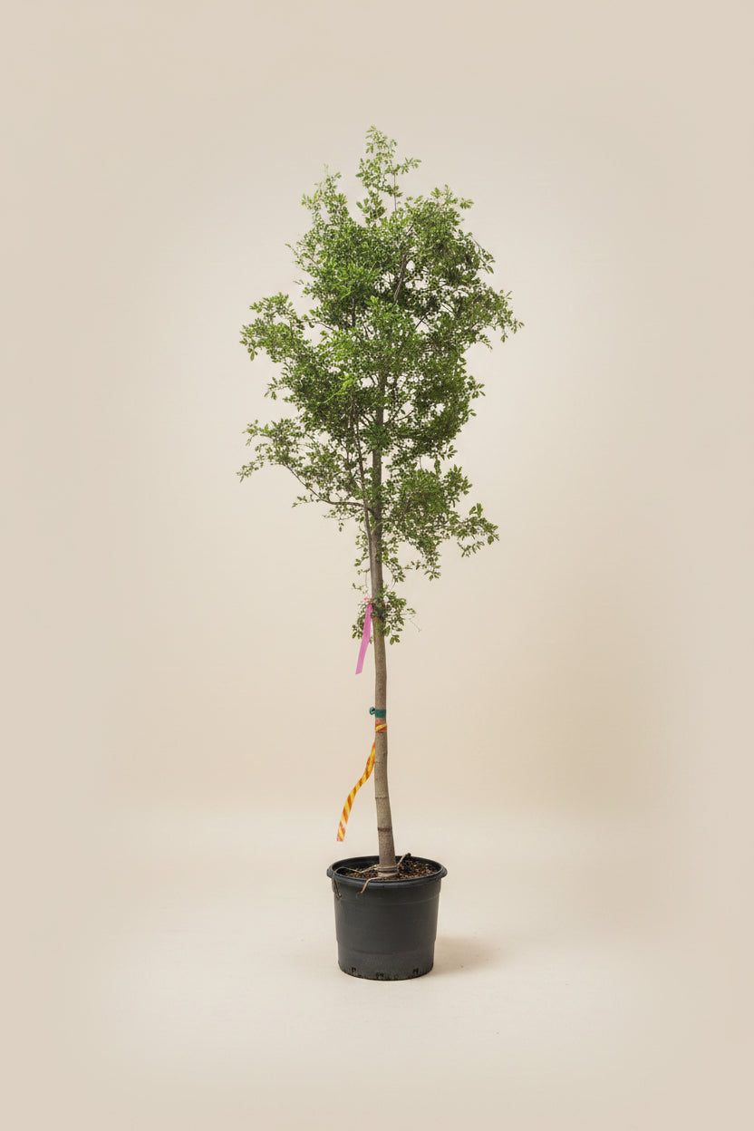 bucida buceras indoor plant Black Olive Tree – The Old Yew Plant Shop