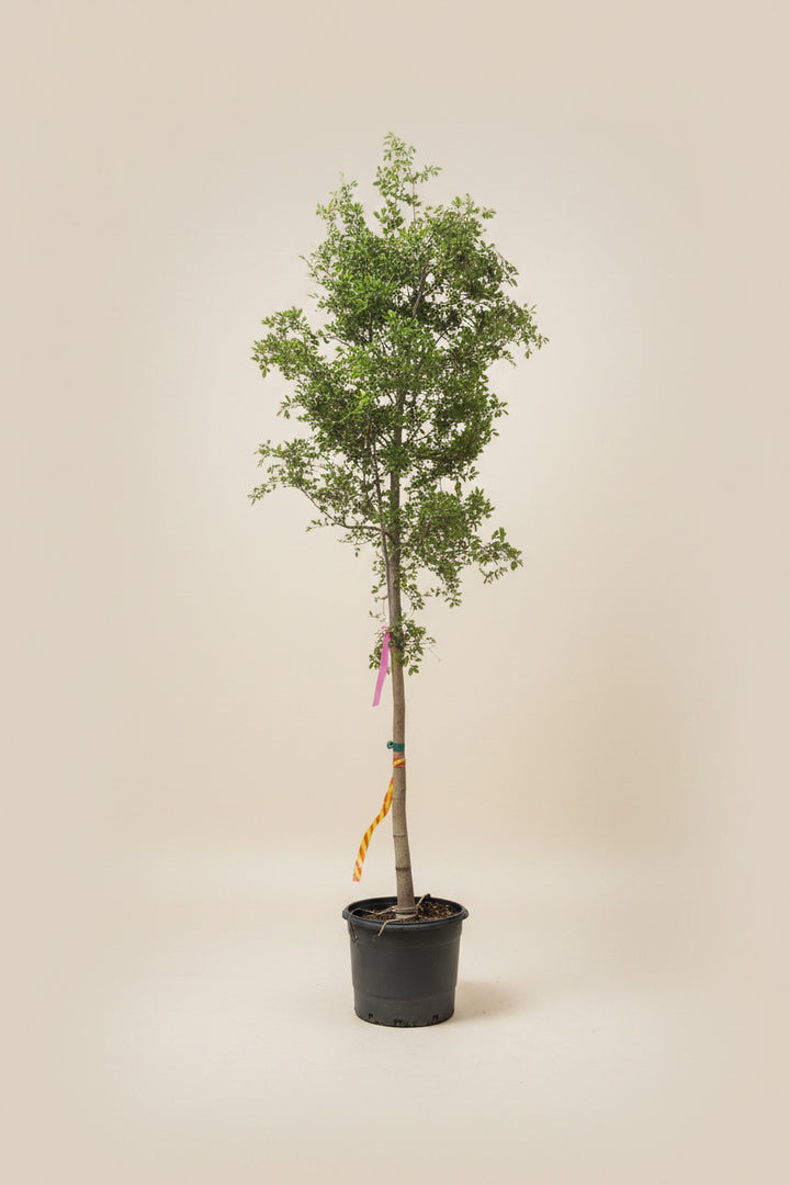 black olive indoor plant Black Olive Tree – The Old Yew Plant Shop