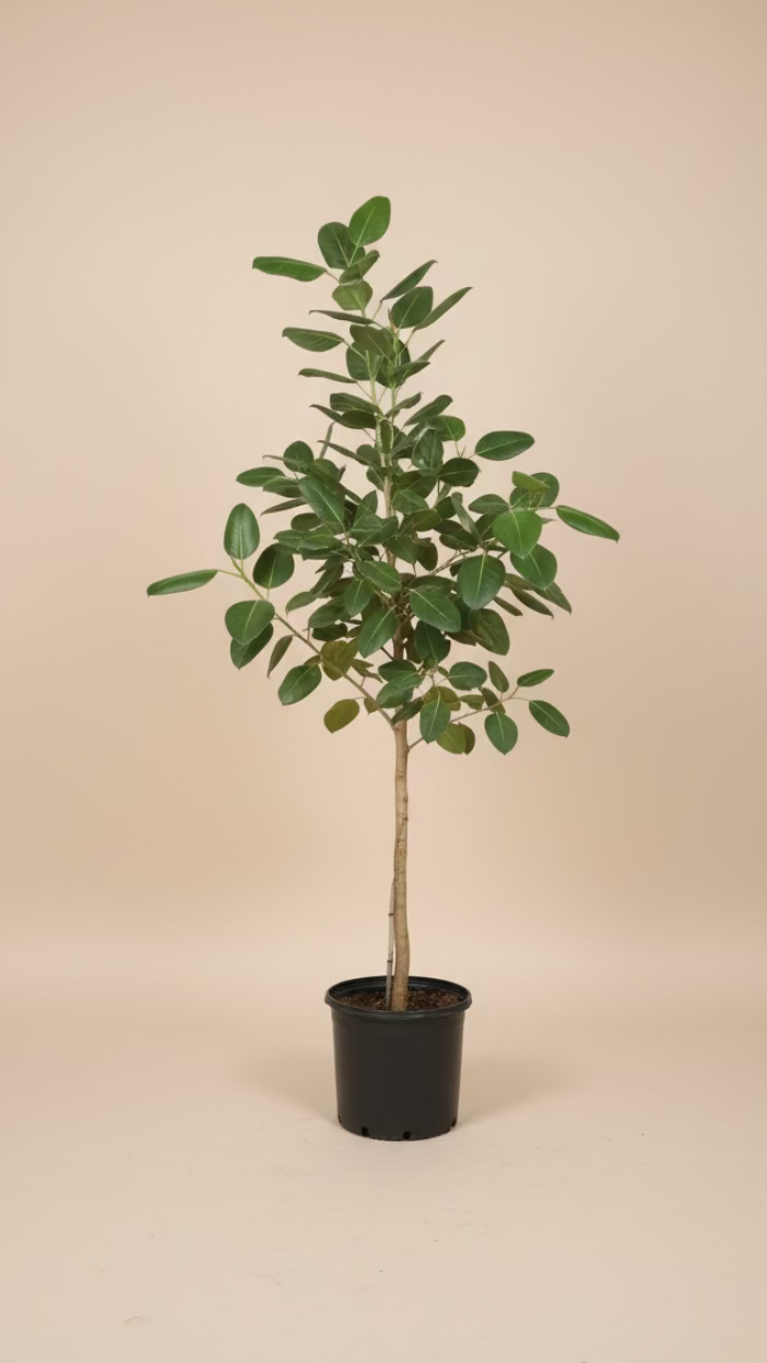 Ficus Audrey