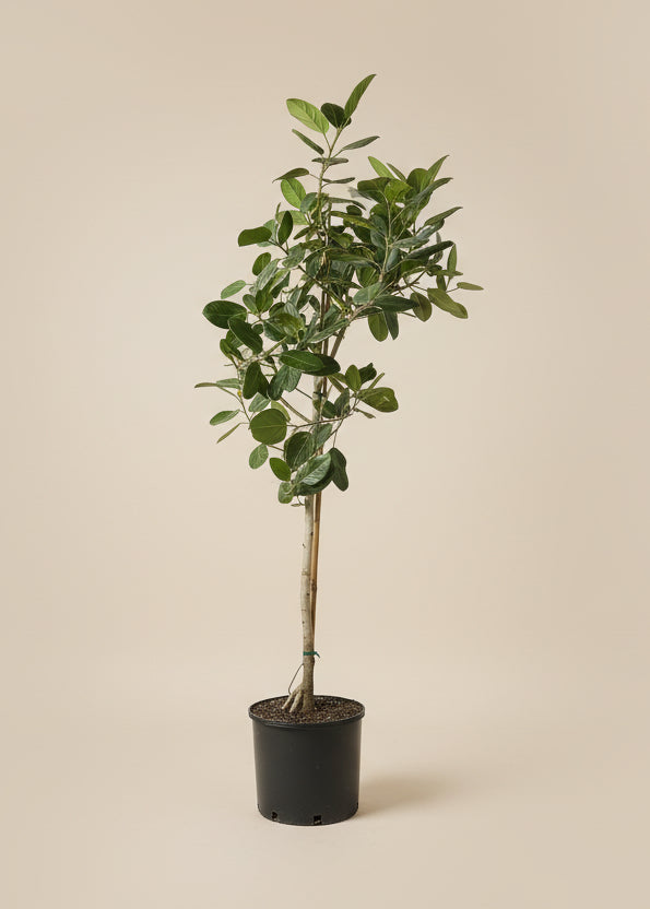 faux audrey ficus tree Ficus Audrey – The Old Yew Plant Shop