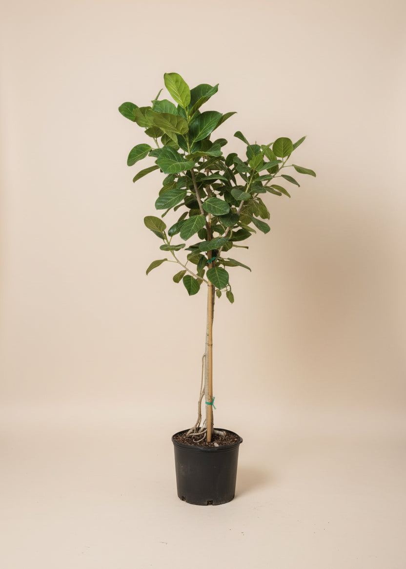Ficus Audrey