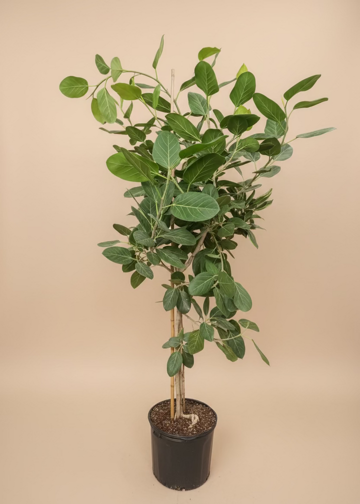 Ficus Audrey