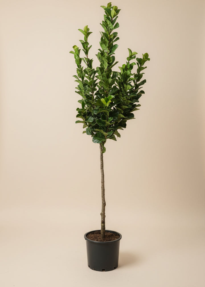 Fiddle Leaf Fig