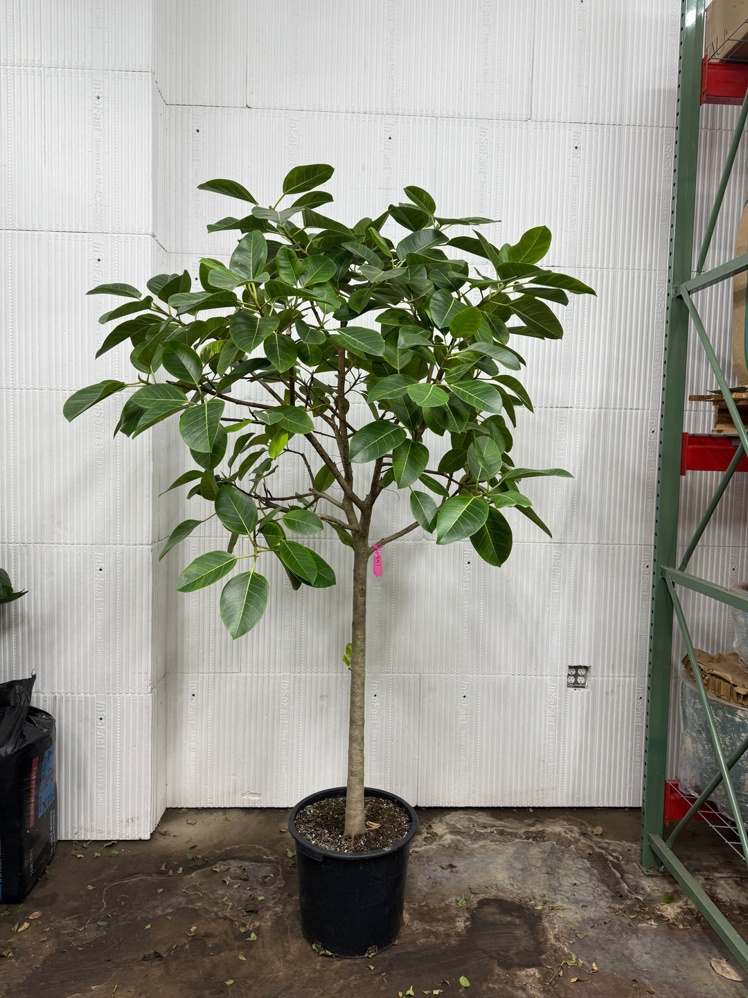 Ficus Altissima 'Yellow Gem'