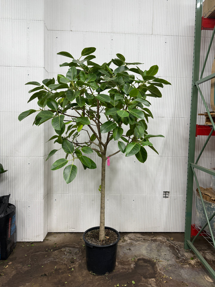 Ficus Altissima 'Yellow Gem'