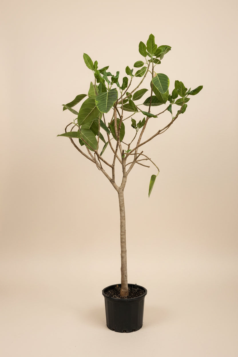 Ficus Altissima 'Yellow Gem'
