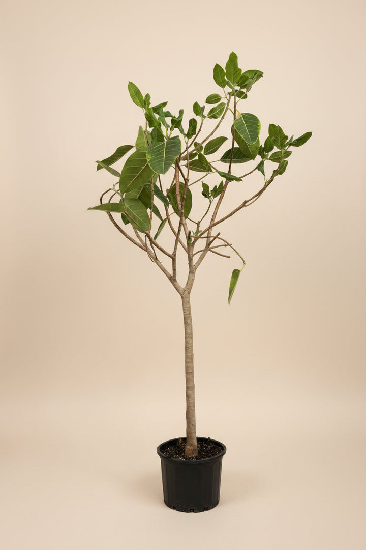 Ficus Altissima 'Yellow Gem'