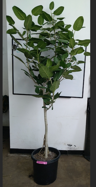 Ficus Audrey