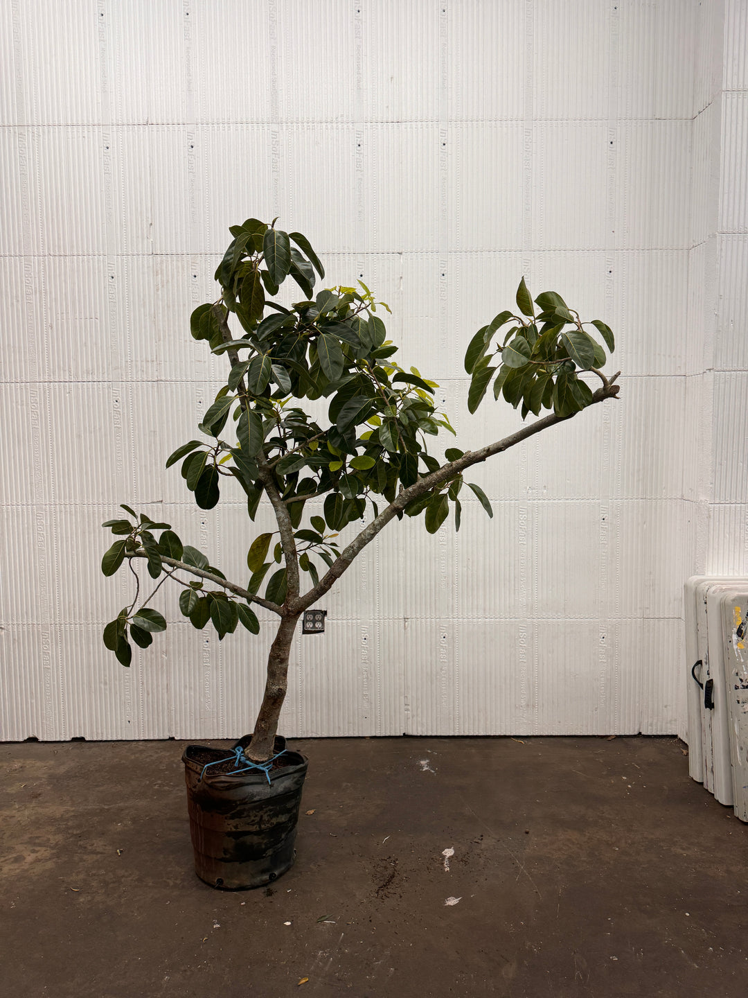 Ficus Audrey