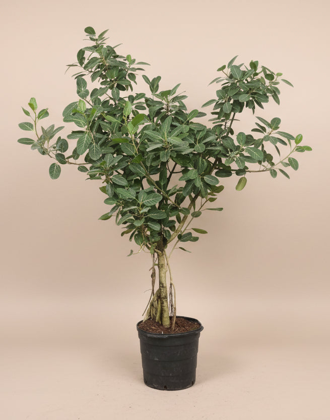 Ficus Audrey