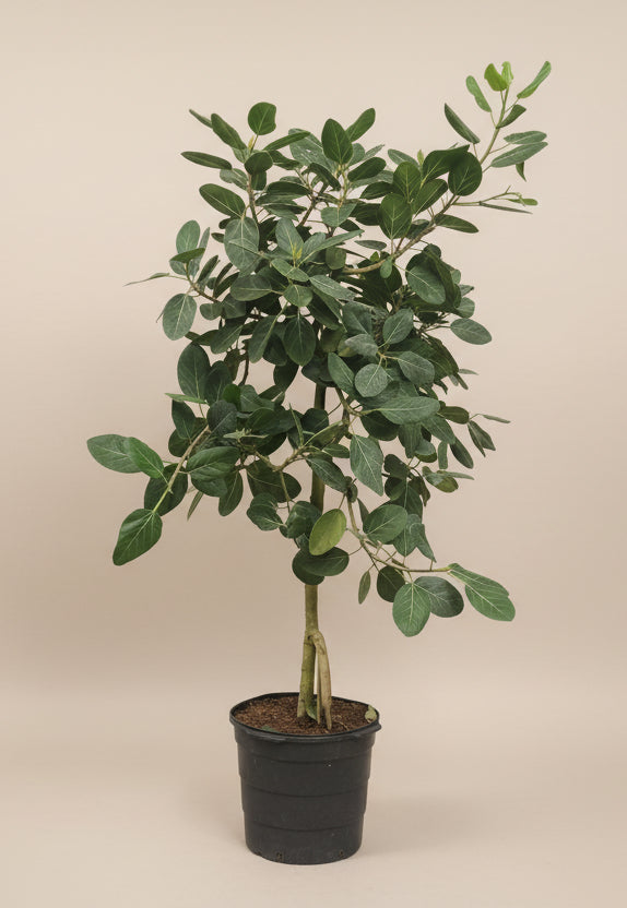 Ficus Audrey