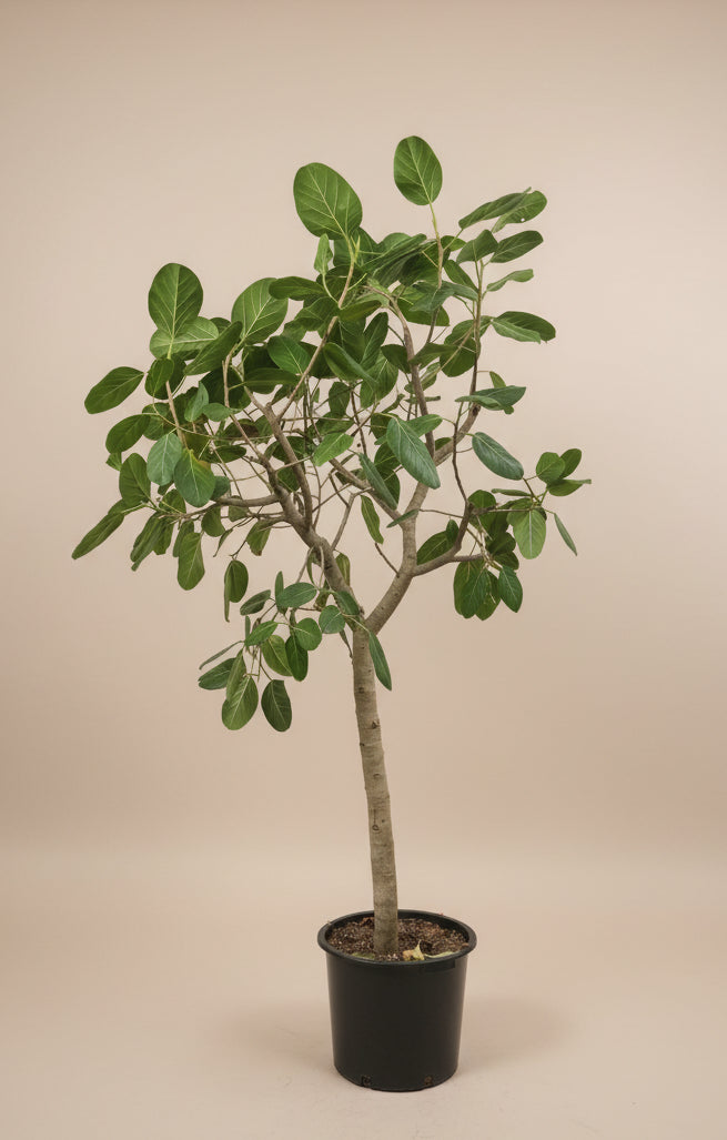 Ficus Audrey