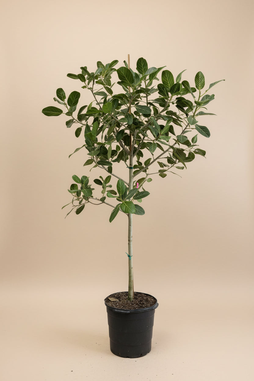 ficus audrey meaning Ficus Audrey