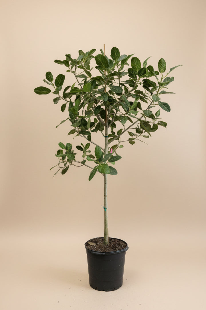 large ficus audrey Ficus Audrey