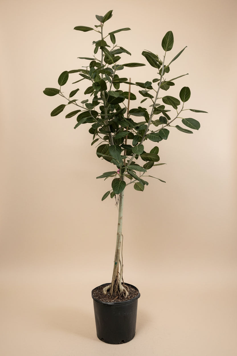 caring for ficus audrey Ficus Audrey